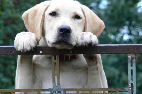 Educazione emotiva con i cani in classe